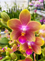 Carica l&#39;immagine nel visualizzatore Galleria, Phalaenopsis Caribbean Sorbet
