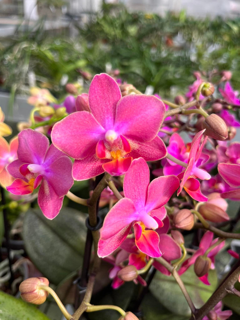 Phalaenopsis Diffusion