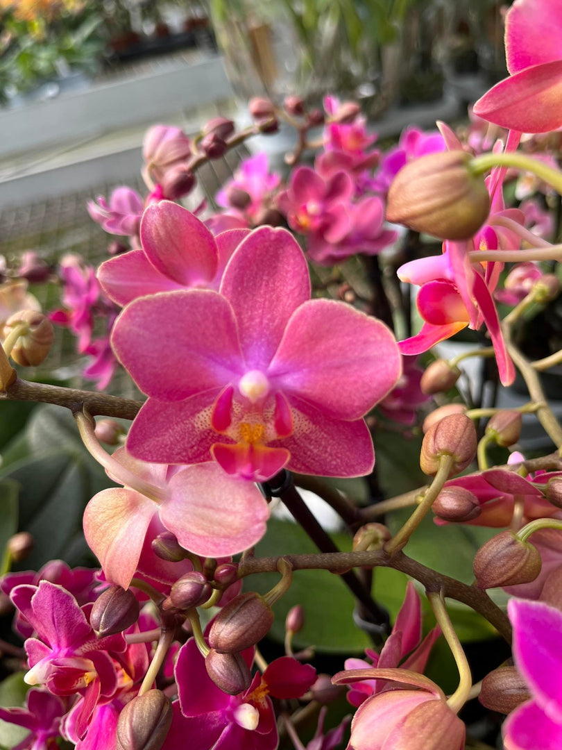 Phalaenopsis Diffusion