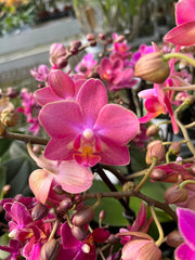 Phalaenopsis Diffusion