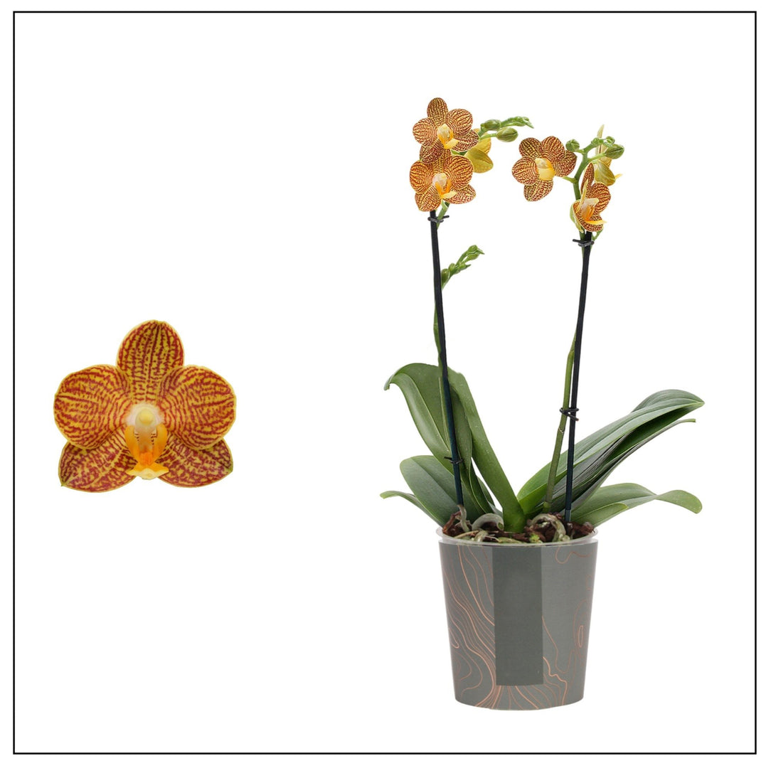 Phalaenopsis Indian Summer (Phal. Hymen × Phal. sanderiana)