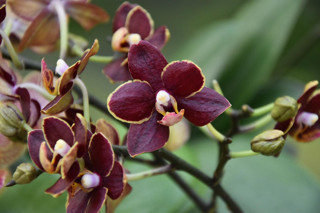 OFFERTA ORCHIDEE RICADENTI