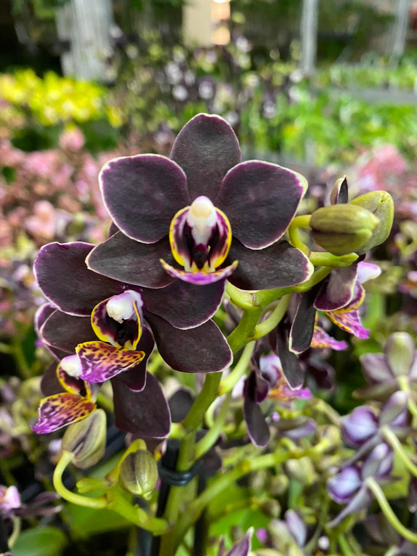 Phalaenopsis Sunrise Red Peoker