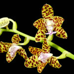Carica l'immagine nel visualizzatore Galleria, Phalaenopsis Little One (Phal. hygrochila x Phal. japonica)