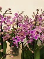 Carica l&#39;immagine nel visualizzatore Galleria, Phalaenopsis Rainbow Chip (Cassandra × equestris)
