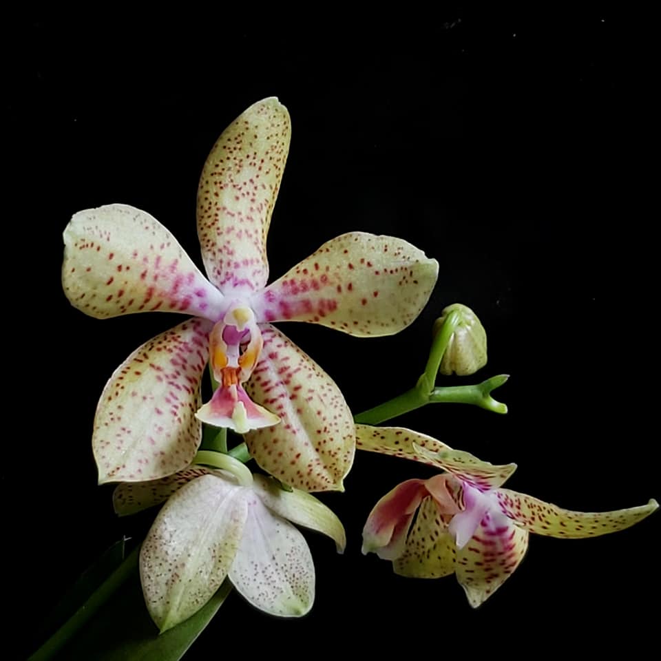 Phalaenopsis rheingold x pallens