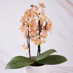 Load image into Gallery viewer, Phalaenopsis Salmon &#39;Special&#39;
