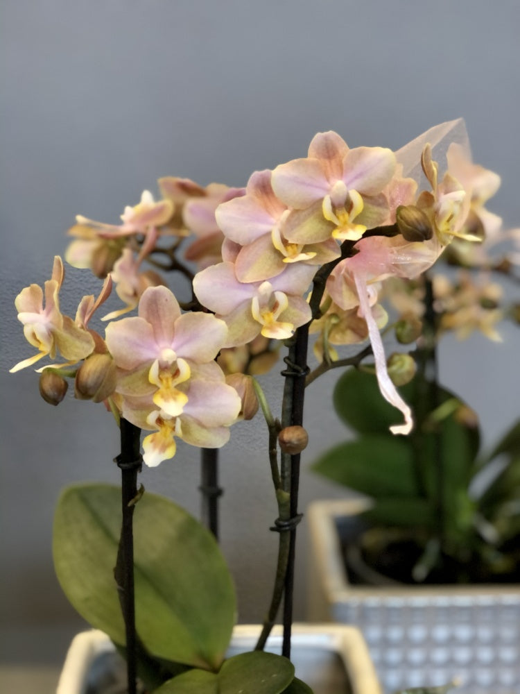 Phalaenopsis Scentsation