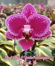 Phalaenopsis Chia E Yenlin (variegata) 