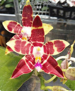 Carica l&#39;immagine nel visualizzatore Galleria, Phalaenopsis CTL Ambo Tetralacea
