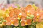 Carica l'immagine nel visualizzatore Galleria, OFFERTA PHALAENOPSIS WELCOME SUMMER