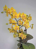 Load image into Gallery viewer, Phalaenopsis KS Balm 'Yellow Chocolate'