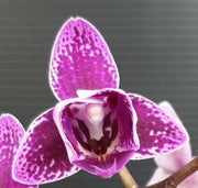 Phalaenopsis Chia E Yenlin (variegata & peloric)