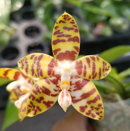Phalaenopsis Aber Ambo 'Bill' (Phal. Chee Meng's Gold x Phal. Amboinensis)
