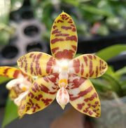 Phalaenopsis Aber Ambo 'Bill' (Phal. Chee Meng's Gold x Phal. Amboinensis)