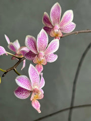 Phalaenopsis Alyos 'OH' (Phal. schilleriana x Phal. finleyi)