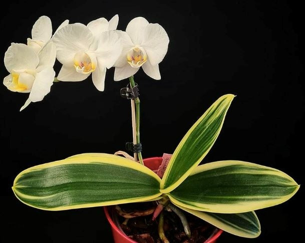 Phalaenopsis amabilis subsp. formosana variegata