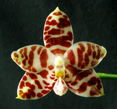 Phalaenopsis amboinensis var. common