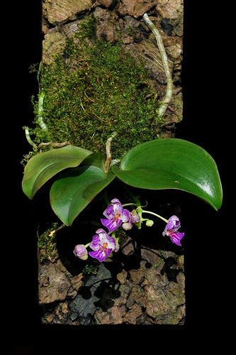 Phalaenopsis appendiculata