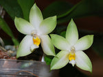 Carica l&#39;immagine nel visualizzatore Galleria, Phalaenopsis bellina var. alba

