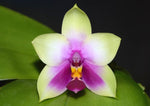 Carica l'immagine nel visualizzatore Galleria, Phalaenopsis bellina 'B1' (MC)
