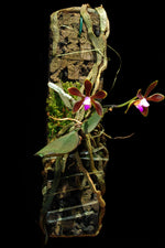 Load image into Gallery viewer, Phalaenopsis braceana
