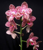 Load image into Gallery viewer, Phalaenopsis Brother Glory
