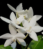 Carica l&#39;immagine nel visualizzatore Galleria, Phalaenopsis Brother Timothy &#39;SYK&#39;
