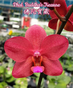 Load image into Gallery viewer, Phalaenopsis Buddha&#39;s Treasure
