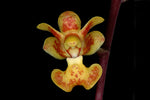 Carica l&#39;immagine nel visualizzatore Galleria, Phalaenopsis chibae
