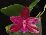 Carica l'immagine nel visualizzatore Galleria, Phalaenopsis Chienlung Luedgiana (lueddemanniana x corningiana)