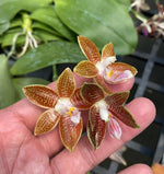 Load image into Gallery viewer, Phalaenopsis Corning-Ambo (corningiana x amboinensis)