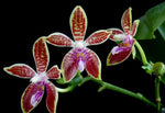 Carica l&#39;immagine nel visualizzatore Galleria, Phalaenopsis corningiana
