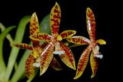 Phalaenopsis cornu-cervi var. red