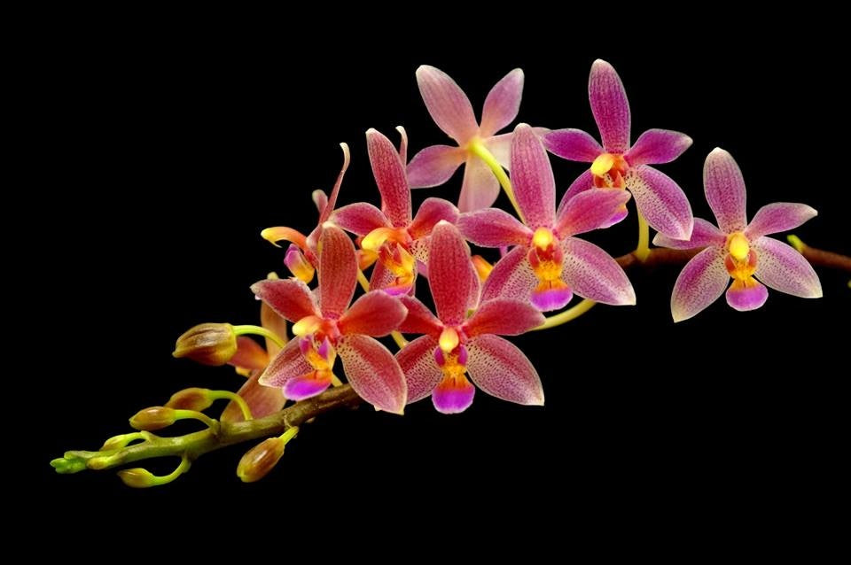 Phalaenopsis equestris x cornu-cervi