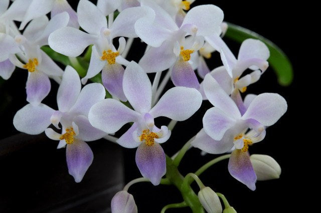 Phalaenopsis equestris var. coerulea