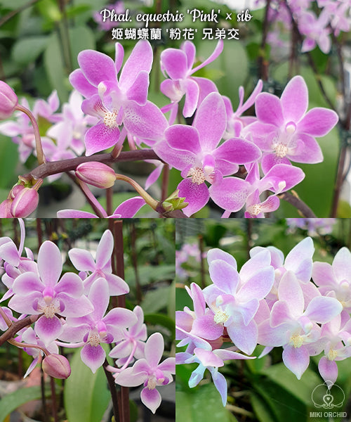 Phalaenopsis equestris