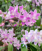 Carica l&#39;immagine nel visualizzatore Galleria, Phalaenopsis equestris &#39;Pink&#39;
