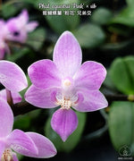 Carica l&#39;immagine nel visualizzatore Galleria, Phalaenopsis equestris &#39;Pink&#39;
