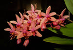Carica l'immagine nel visualizzatore Galleria, Phalaenopsis equestris × Ren. storei 