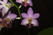 Phalaenopsis Evarise Blue Angel (Purple Martin x lobbii)