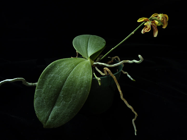 Phalaenopsis fuscata