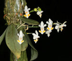 Load image into Gallery viewer, Phalaenopsis gibbosa
