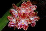 Load image into Gallery viewer, Phalaenopsis gigantea
