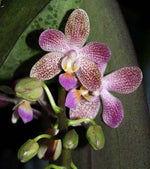 Carica l'immagine nel visualizzatore Galleria, Phalaenopsis Hans Christiansen (gigantea 'Jumbo Orchids' × lindenii 'Jumbo')
