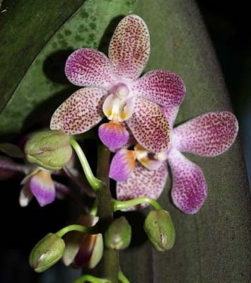 Phalaenopsis Hans Christiansen (gigantea 'Jumbo Orchids' × lindenii 'Jumbo')