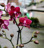 Phalaenopsis Gran Master