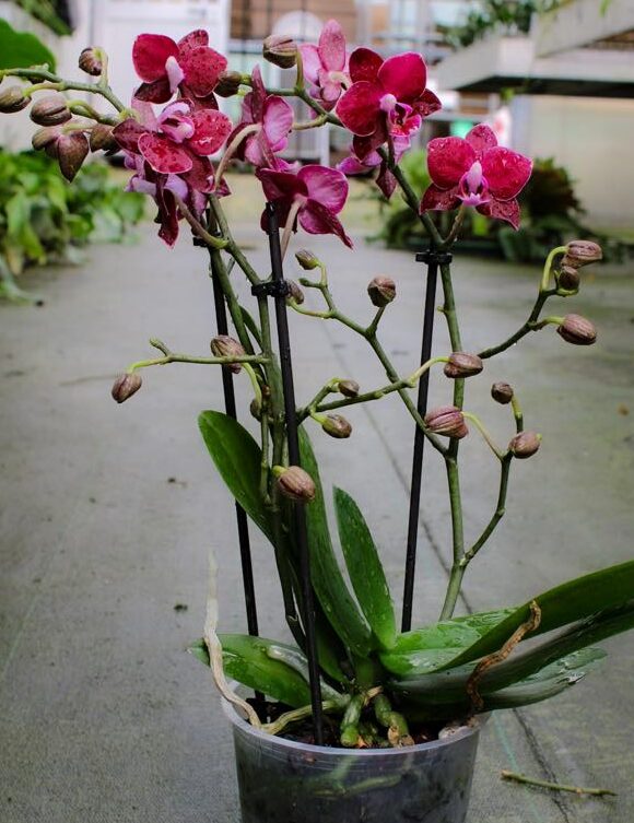 Phalaenopsis Gran Master