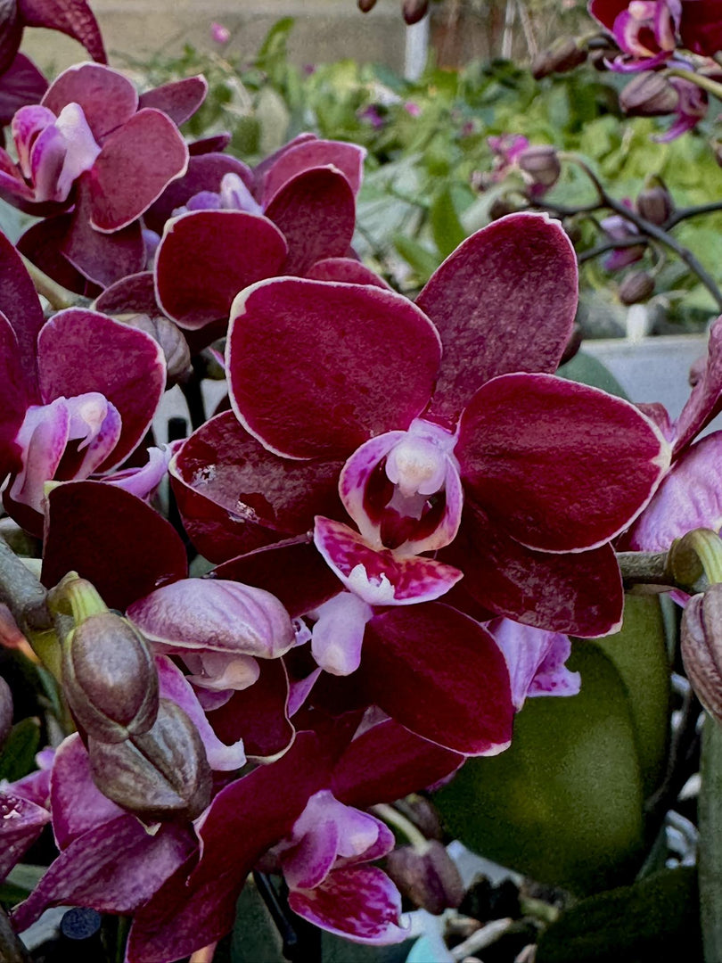 Phalaenopsis Gran Master