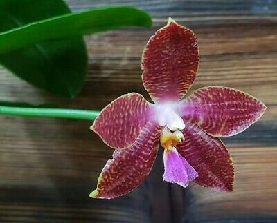 Phalaenopsis (Hais Fox x Gelbliber) x Zheng Min Tyrannosaurus